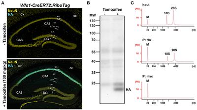 Cell Type-Specific mRNA Dysregulation in Hippocampal CA1 Pyramidal Neurons of the Fragile X Syndrome Mouse Model